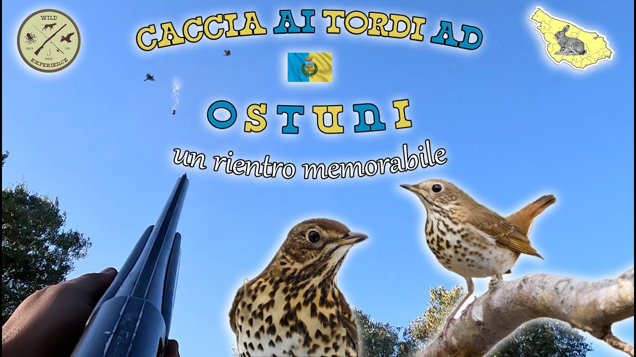 CACCIA ai TORDI ad OSTUNI un rientro MEMORABILE -  trush hunt caza zorzales κυνήγι τσίχλας #hunting