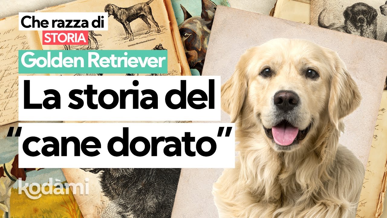 Cosa devi sapere sul Golden Retriever: caratteristiche e storia del cane da riporto più famoso