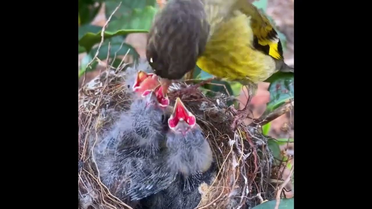 Bird Feeding Their Young Babies - Mother feeding Babies