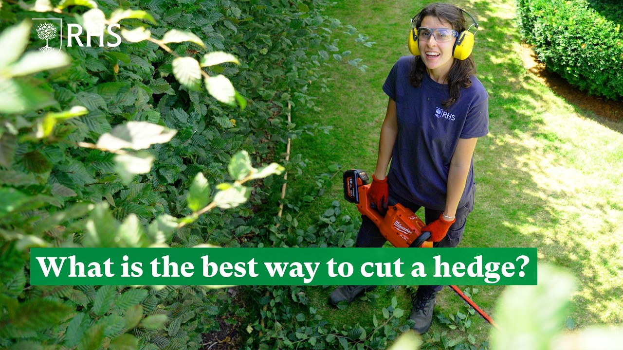 What is the best way to cut a hedge? | The RHS