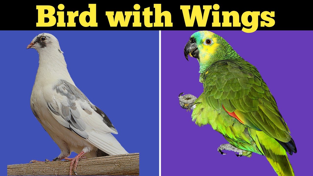 bird | birds with wings | birds having wings | birds having wings for kids