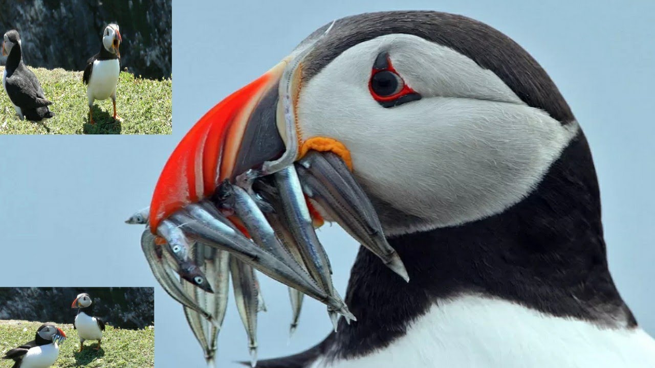 atlantic puffin catching fish ||