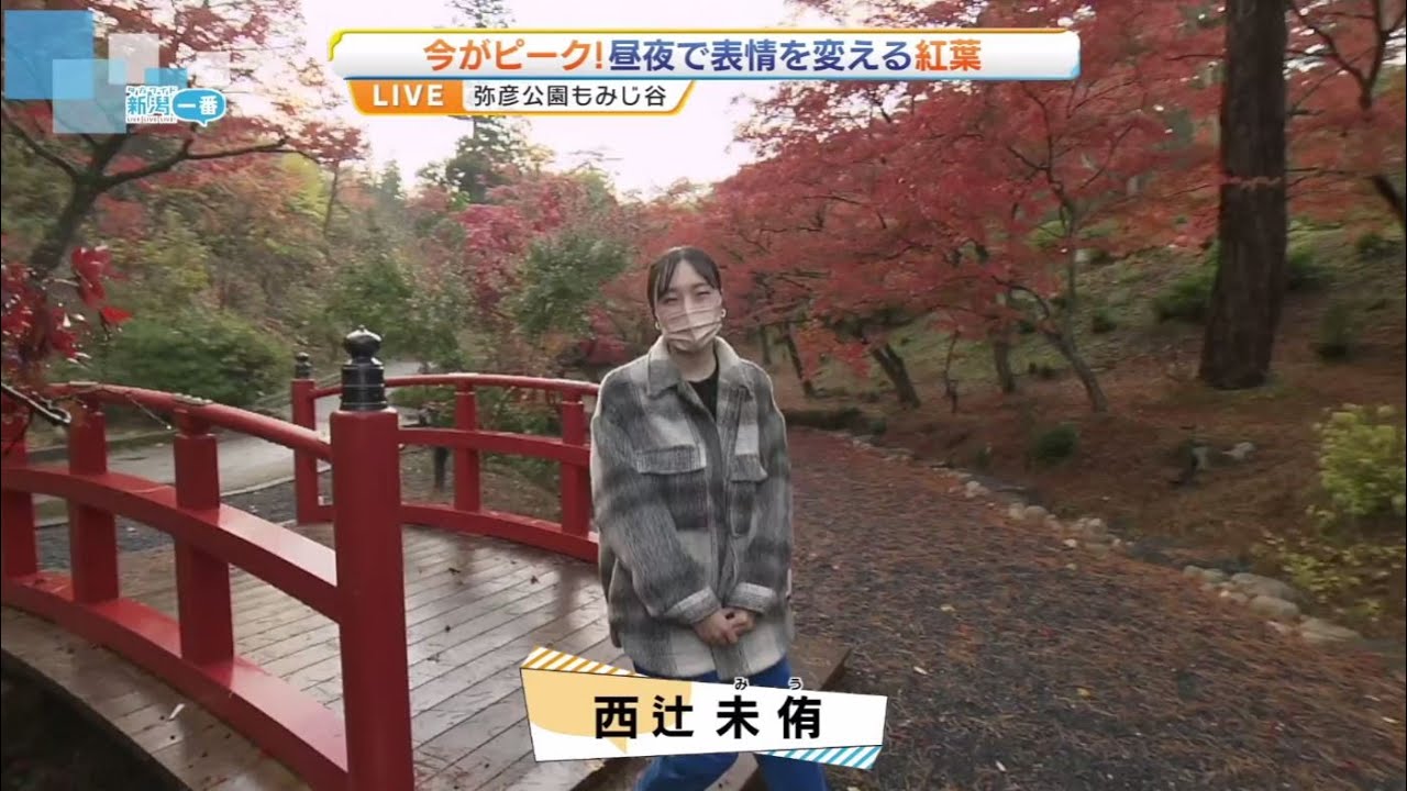 【いまが見ごろ】晩秋の弥彦公園もみじ谷の紅葉　　《新潟》