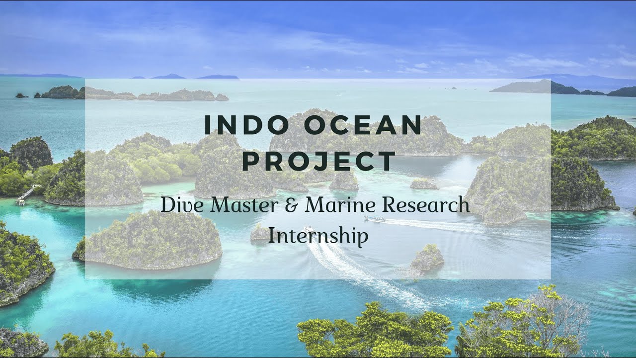 Indo Ocean Project Dive Master Internship - 2025