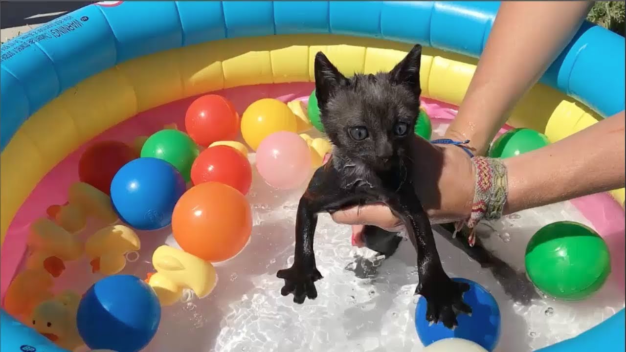 Primer baño de mis gatitos bebés Luna y Estrella en la piscina de bolas de colores / Funny cats