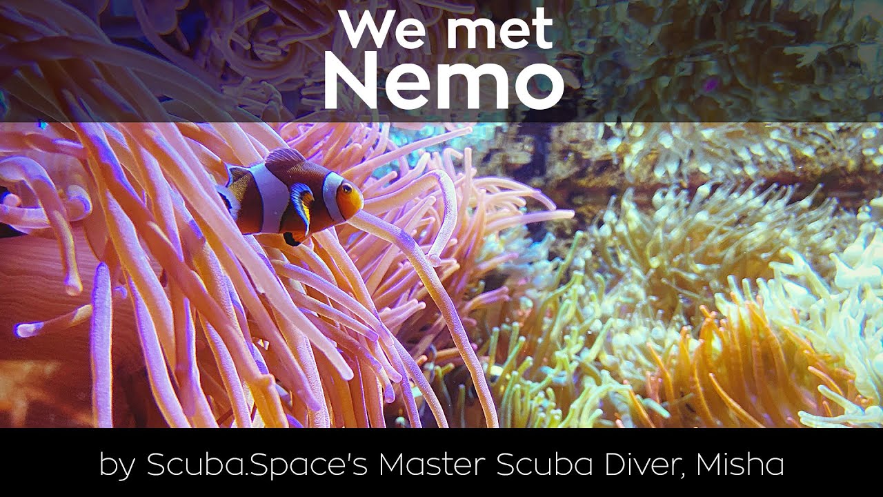 Exploring Nemo's World - Full Episode (4k)
