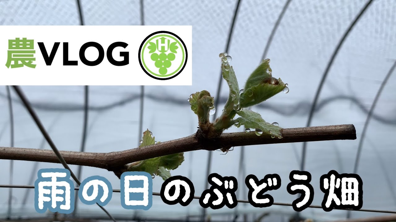 ぶどうの発芽 雨の日畑巡回 農VLOG 林ぶどう園 2021-3-22