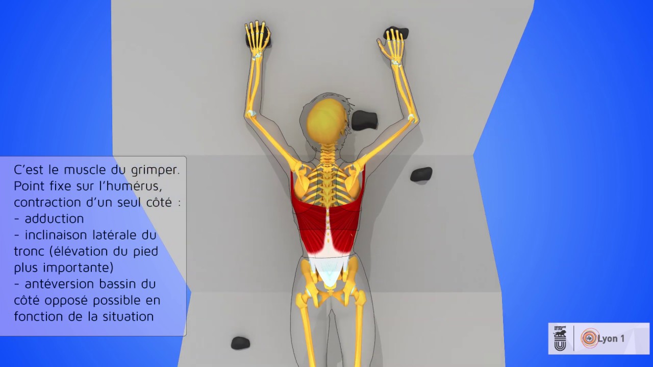 Les rôles du muscle Grand Dorsal