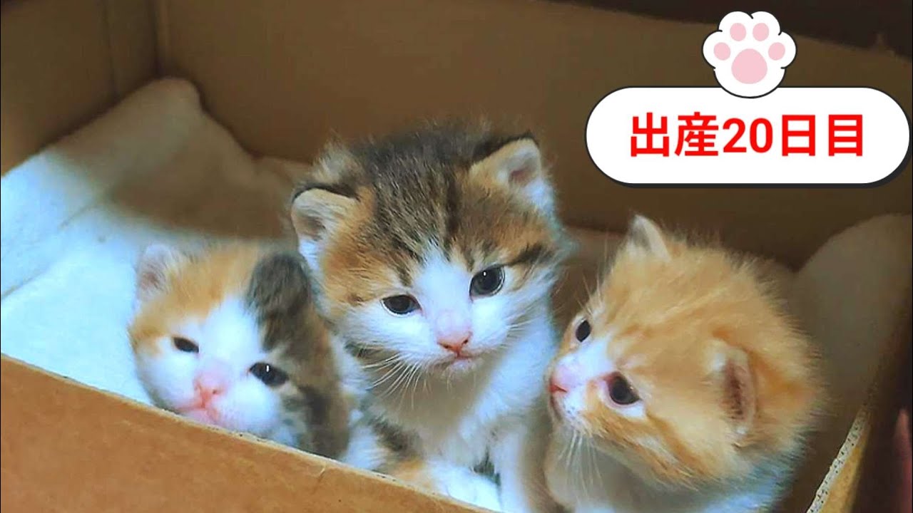 [生後20日目]ハグとチューが見れました❤️