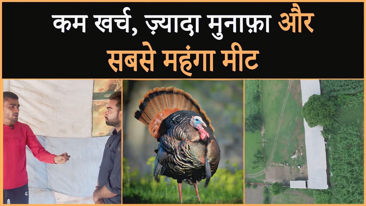 Turkey Birds Farming नए जमाने की उभरती खेती से बनाएं लाखों @BhartiyaKisaan_bk| poultry farming
