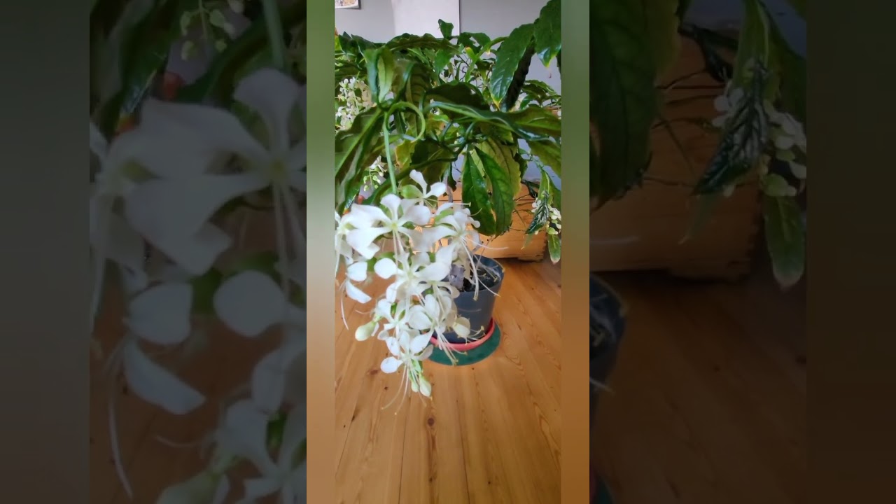Клеродендрум Уоллича (Просперо) (лат. Clerodendrum wallichii)