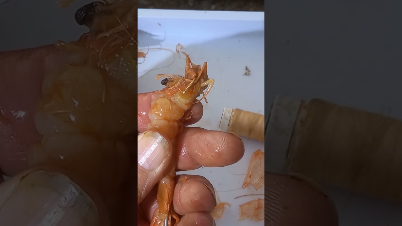 Anzuelar gambas para la pesca del Surfcasting