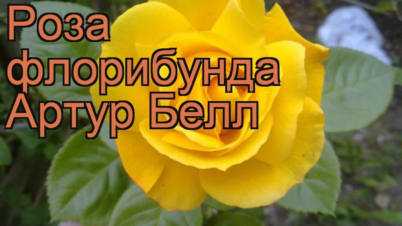 Роза флорибунда Артур Белл (rose arthur bell) 🌿 обзор: как сажать, саженцы розы Артур Белл