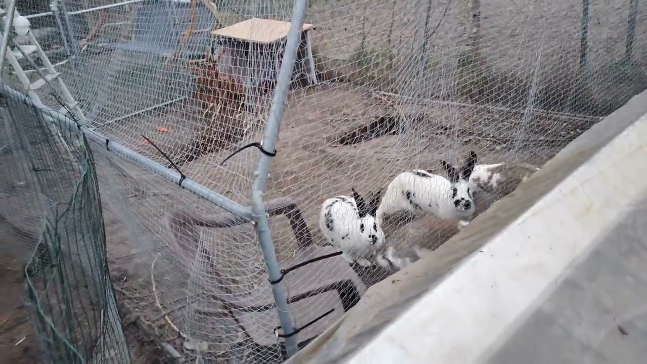 6. März 2024 Bugs & Bunny sind mal wieder im Video dabei 🤗