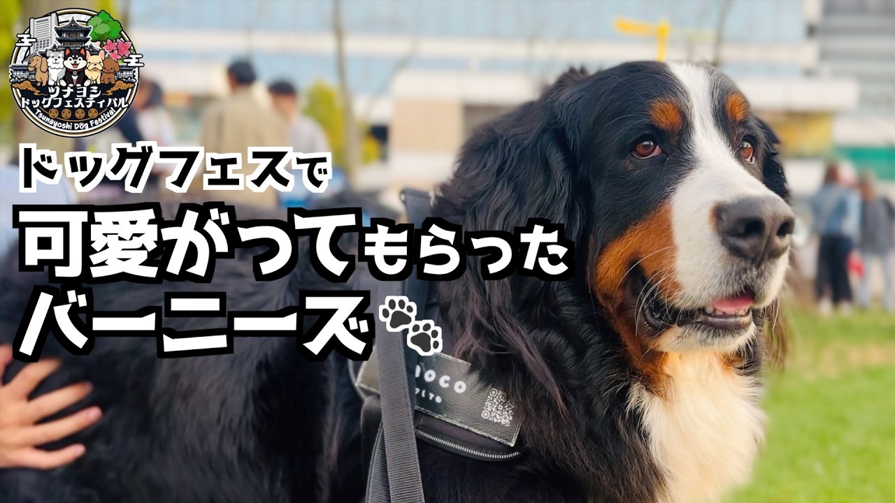 ツナヨシドッグフェスティバルでたくさん可愛がってもらったバーニーズ🐾
