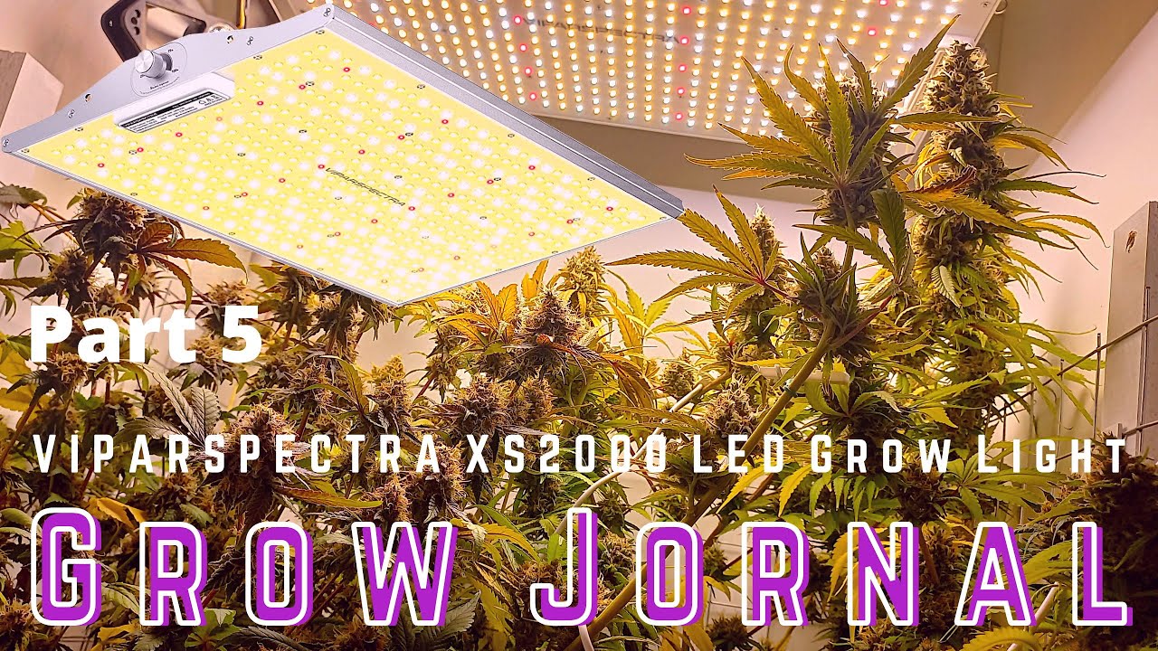 Grow Jornal. Part 5. &laquo;ViparSpectra&raquo;, &laquo;XS Series&raquo;, &laquo;LED Grow Light&raquo;. XS2000