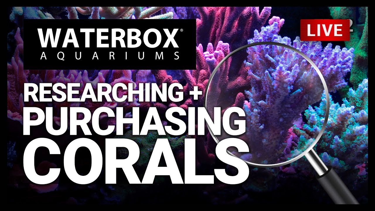 EP12 | Coral Selection, Compatibility, Requirements, and Care Level! A Guide to Large Reef Aquariums