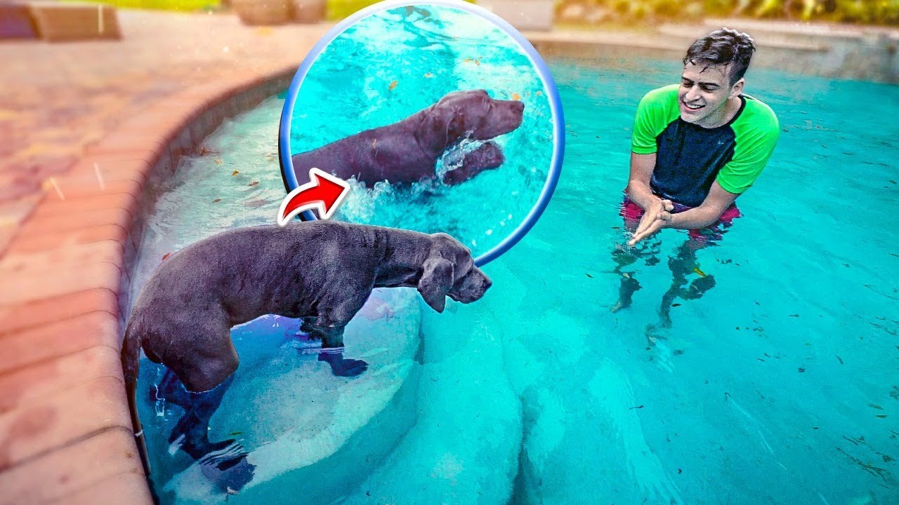 COLOQUEI MEU CACHORRO NA PISCINA PELA PRIMEIRA VEZ! ‹ JonVlogs ›
