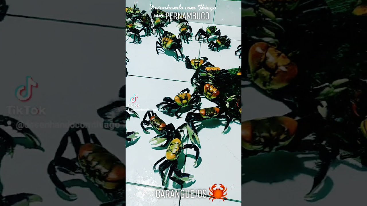 Caranguejos - Pernambuco #ferias #pernambuco #recife #olinda #caranguejo #crab #desenho #tutorial