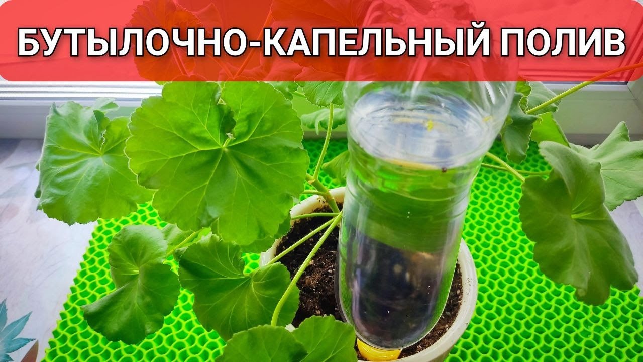 КАПЕЛЬНО-БУТЫЛОЧНЫЙ ПОЛИВ ДЛЯ КОМНАТНЫХ РАСТЕНИЙ И РАССАДЫ 🌸🌱