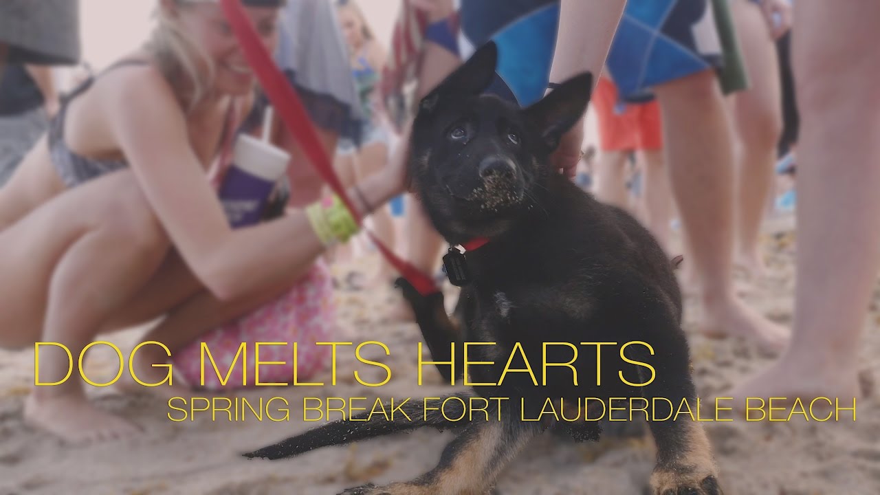 Spring Break 2017 Fort Lauderdale Beach : Service Dog Melts Hearts