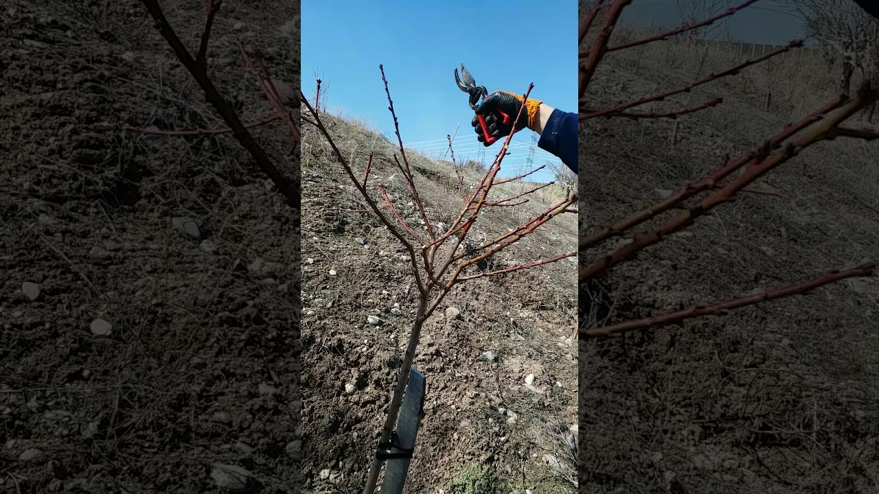 şeftali ağacı budama 1