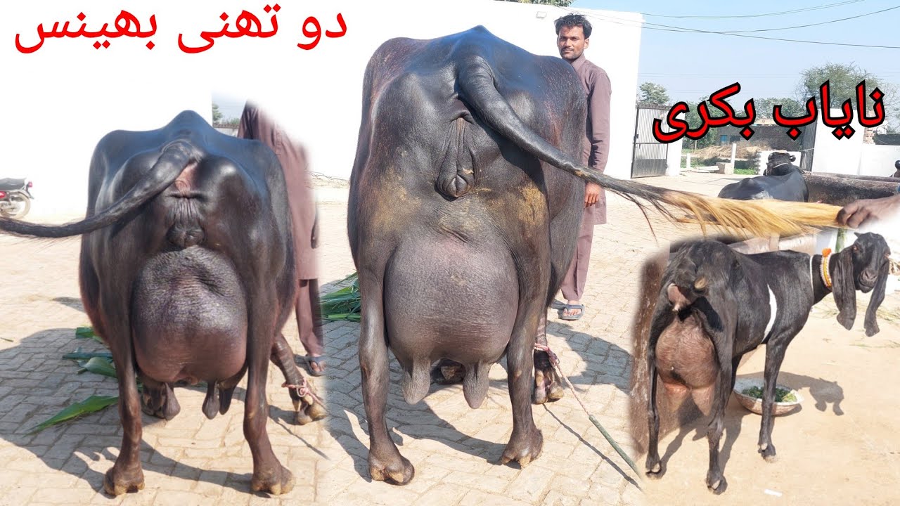 احتشام گجر چیچیاں 8 بھینسیں 1 گاۓ 1 بکری برائے فروخت 6 دسمبر 2024 karnana channal