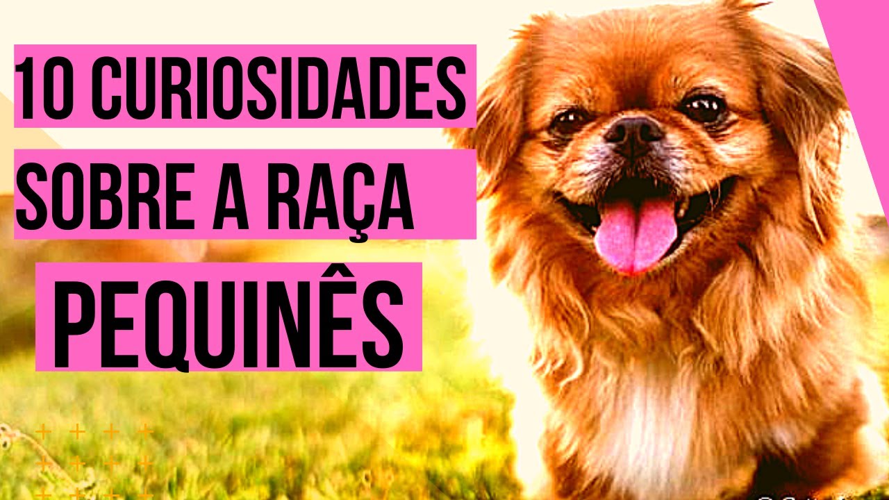 10 Curiosidades  Sobre A Raça Pequinês | Saiba Mais Sobre A Raça Pequinês | Conheça O Pequinês