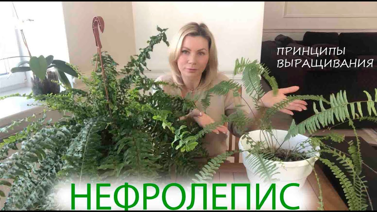 НЕФРОЛЕПИС | ПРИНЦИПЫ ВЫРАЩИВАНИЯ