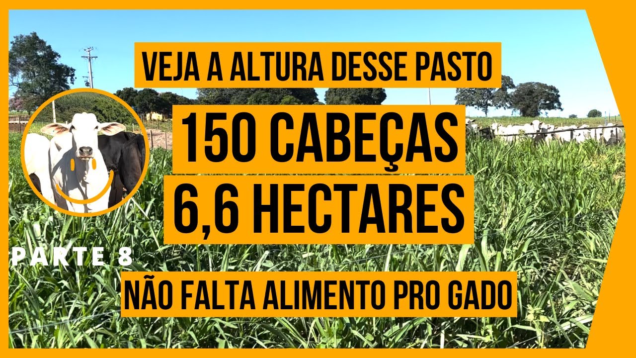 150 CABEÇAS em 6,6 HECTARES - PASTEJO ROTACIONADO ADUBADO e IRRIGADO para BOVINOS DE CORTE #PARTE8