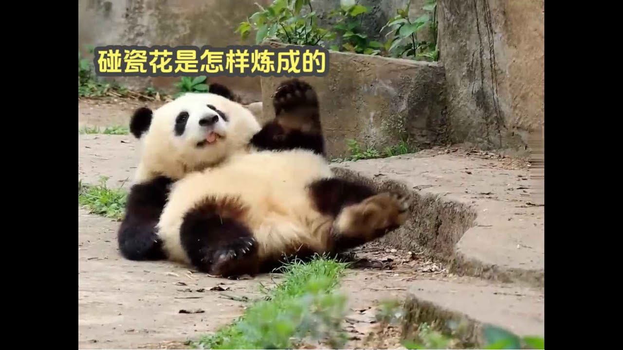 huahua Giant panda碰瓷花是怎样炼成的,在一次次碰瓷中成长的花花，敌未动我先倒