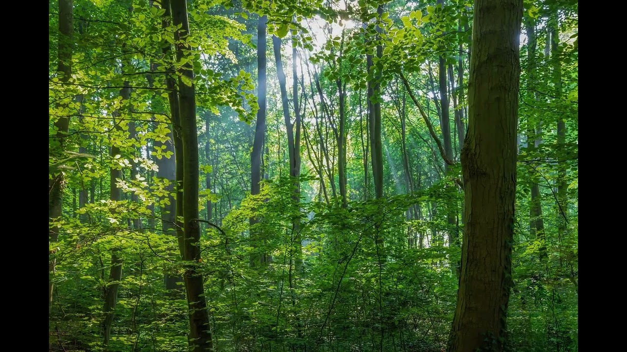 100 Minutes Forest Ambience 🌲 Wind Through Trees, Birds & Crickets | Focus, Study, Work, Relax