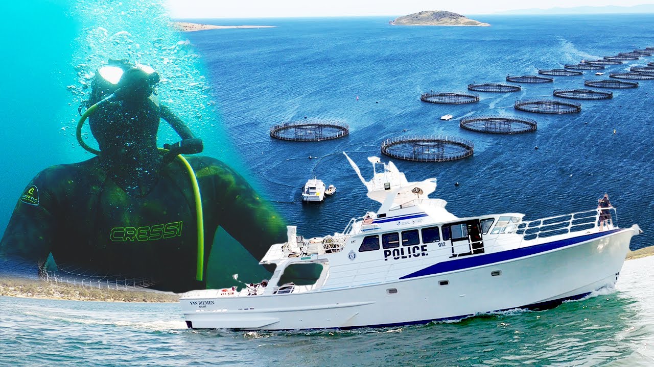Diving under ATLANTIC SALMON farms - CRAYFISH diving