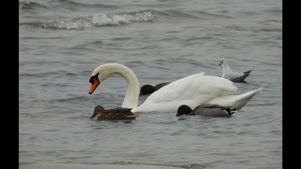 Les roselières du lac Léman - Sciez