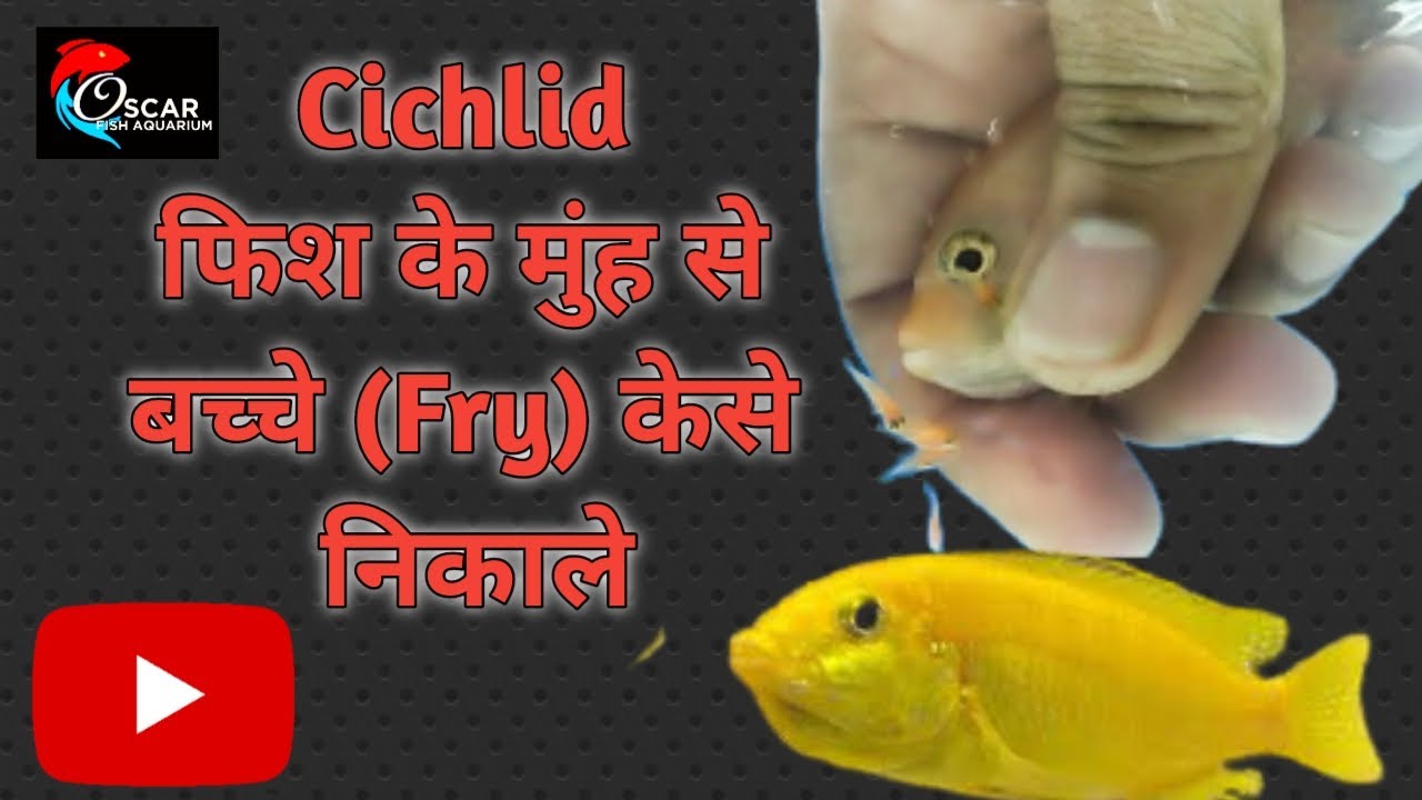 Cichlid Fish Breeding Hindi | Banana Cichlid fish Breeding easily