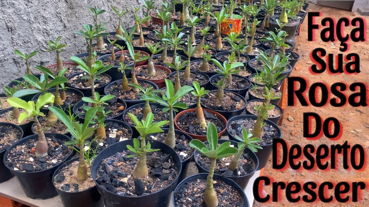 ✔️Dicas Para Sua Rosa do Deserto Crescer Mais Rápido!