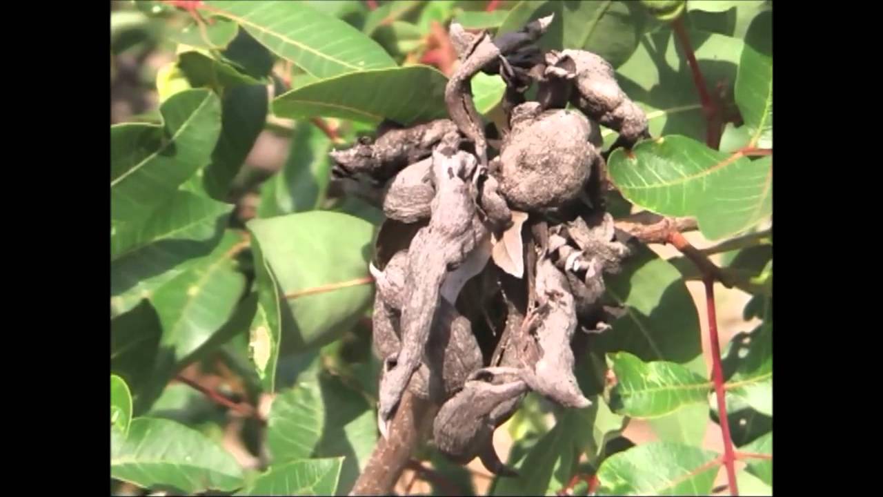 Sierra Mágina y Sierra de Cazorla. Cornicabra  Reportaje. Documágina5.