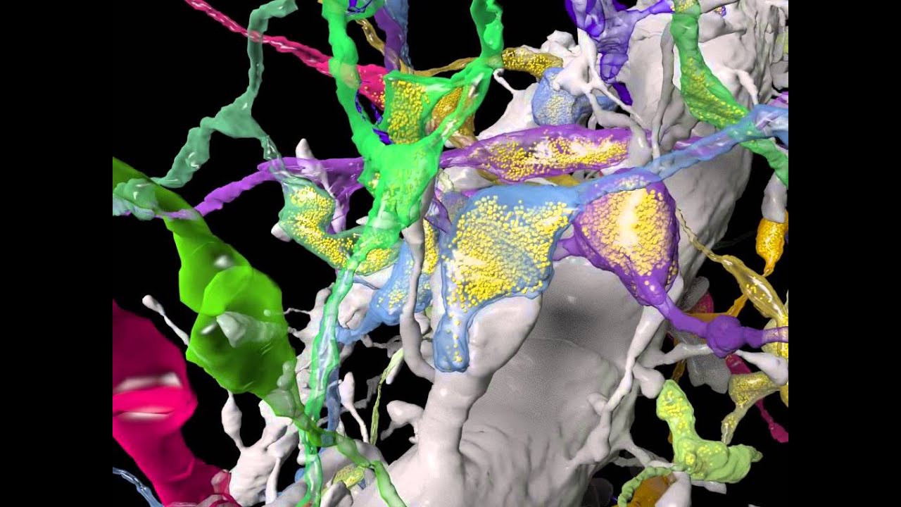 Neuron Synapse Zoom