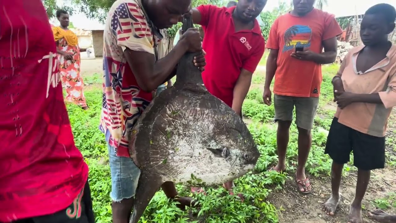 SAMAKI WA AJABU KUVULIWA LINDI TANZANIA