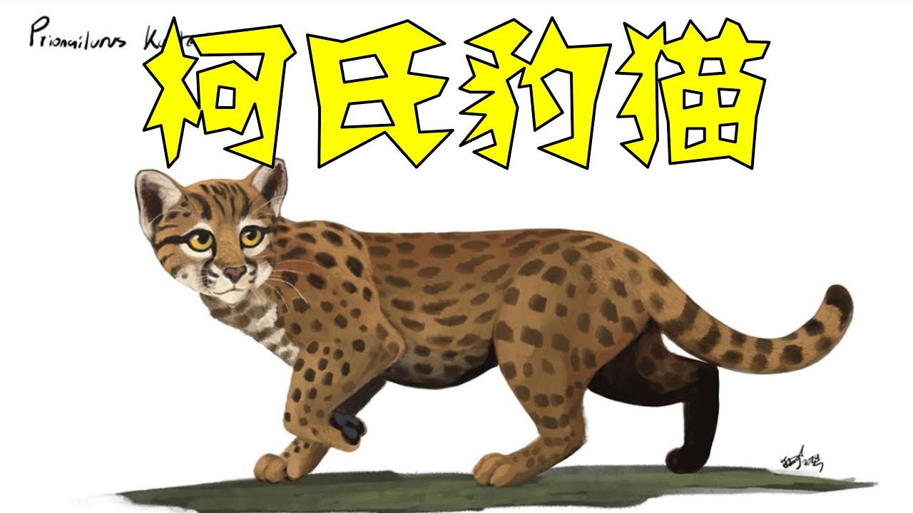 最小的猫科动物化石：柯氏豹猫（Prionailurus kurteni）