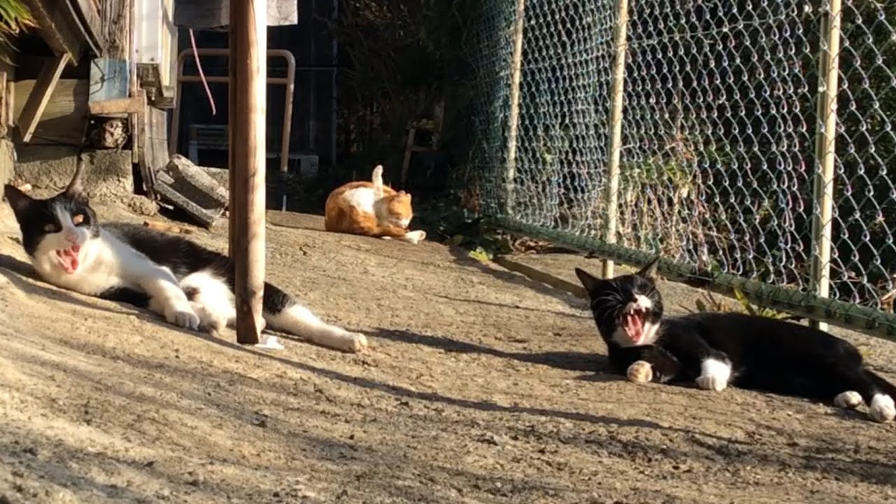 2026.01.27 野良子猫三兄弟の日常～ぴのちゃんとまるちゃんはニコイチ(動きの連動が凄い)～(字幕少しあり)