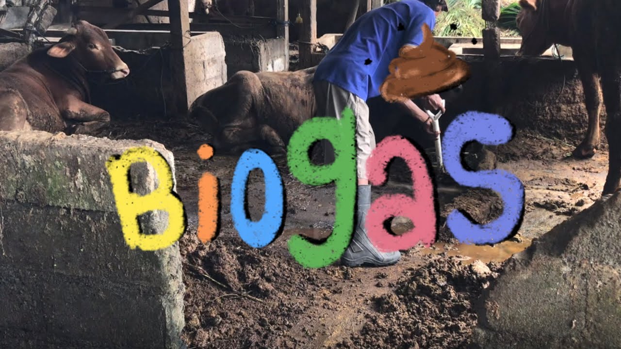 API BIRU? KOTORAN SAPI?? 🐄😱 | TAHAP PEMBUATAN BIOGAS