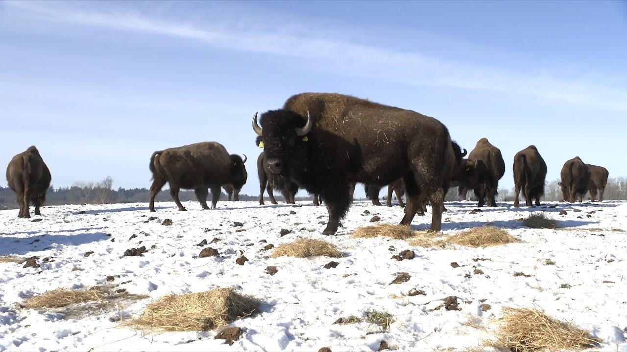Bisonfarmer bortadopterer sine dyr