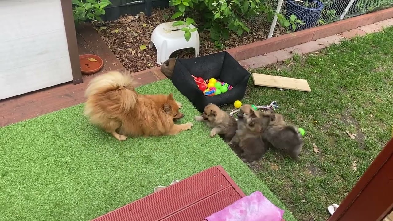 Mittelspitz Danika spielt mit Ihren Kindern