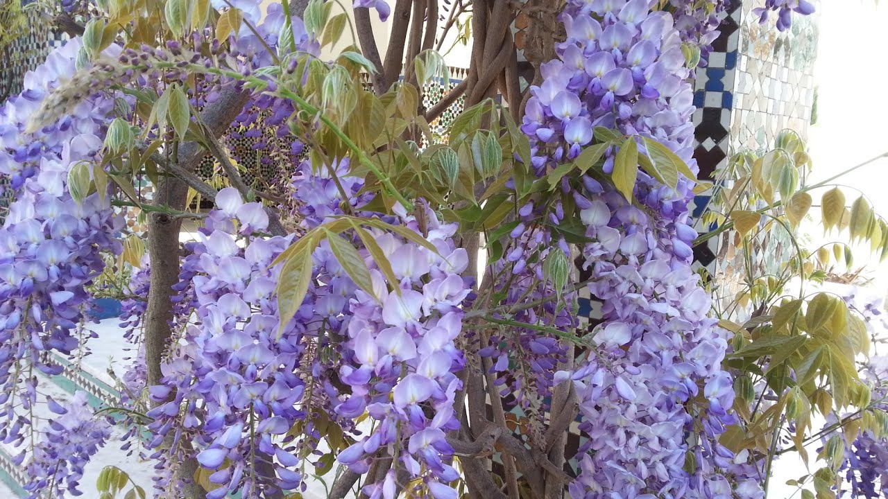 Jardin hispano mauresque