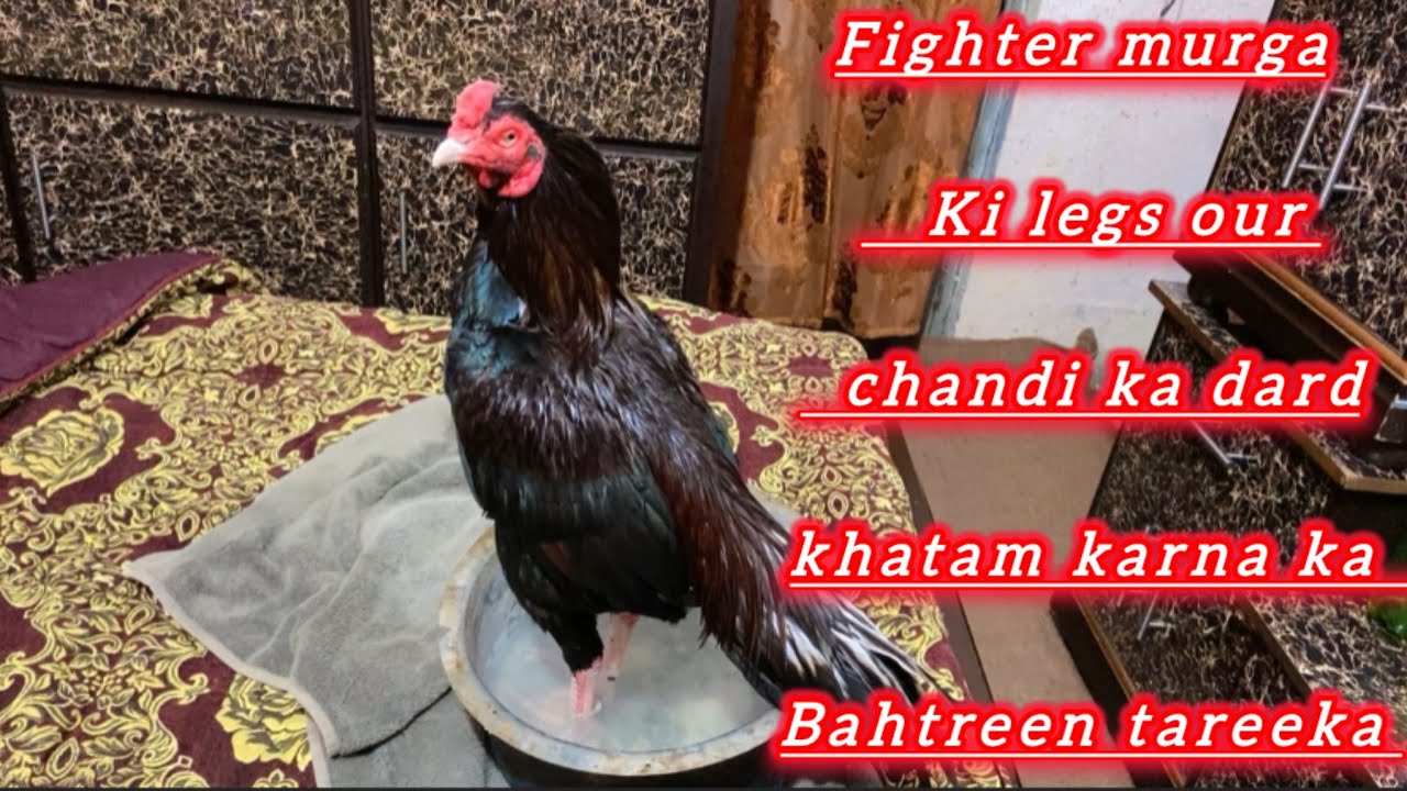 Fighter murga ki legs our chandi ka dard khatam karna ka bahtreen tareeka 💯% garenty ka saat 