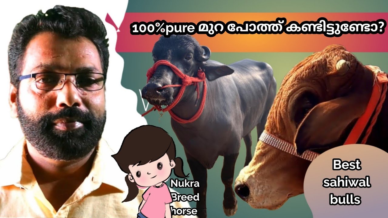 100ശതമാനം pure murrah പോത്ത് കണ്ടിട്ടുണ്ടോ? sahiwal bull, Nukra horse