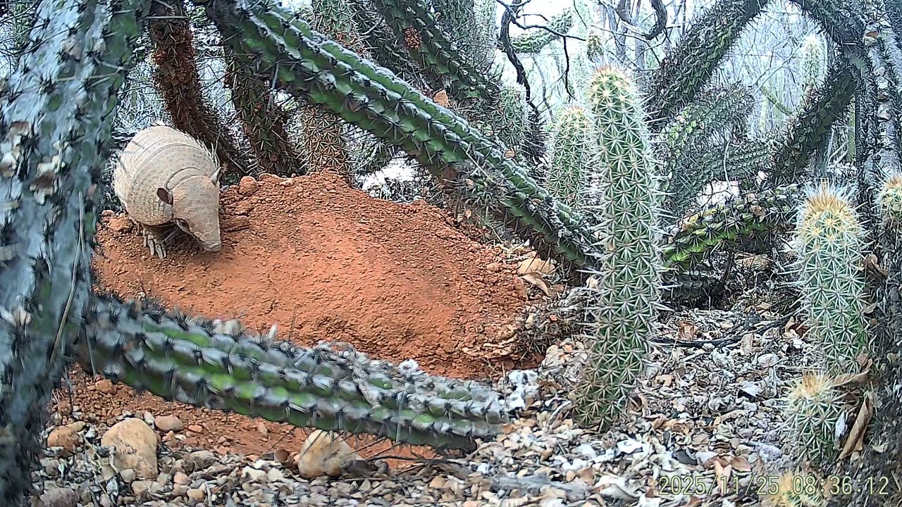 Tatu peba 