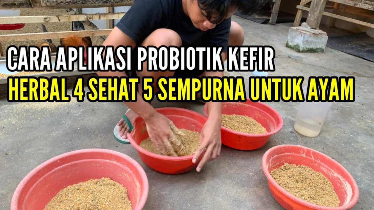 APLIKASI PROBIOTIK KEFWE KE AYAM !!