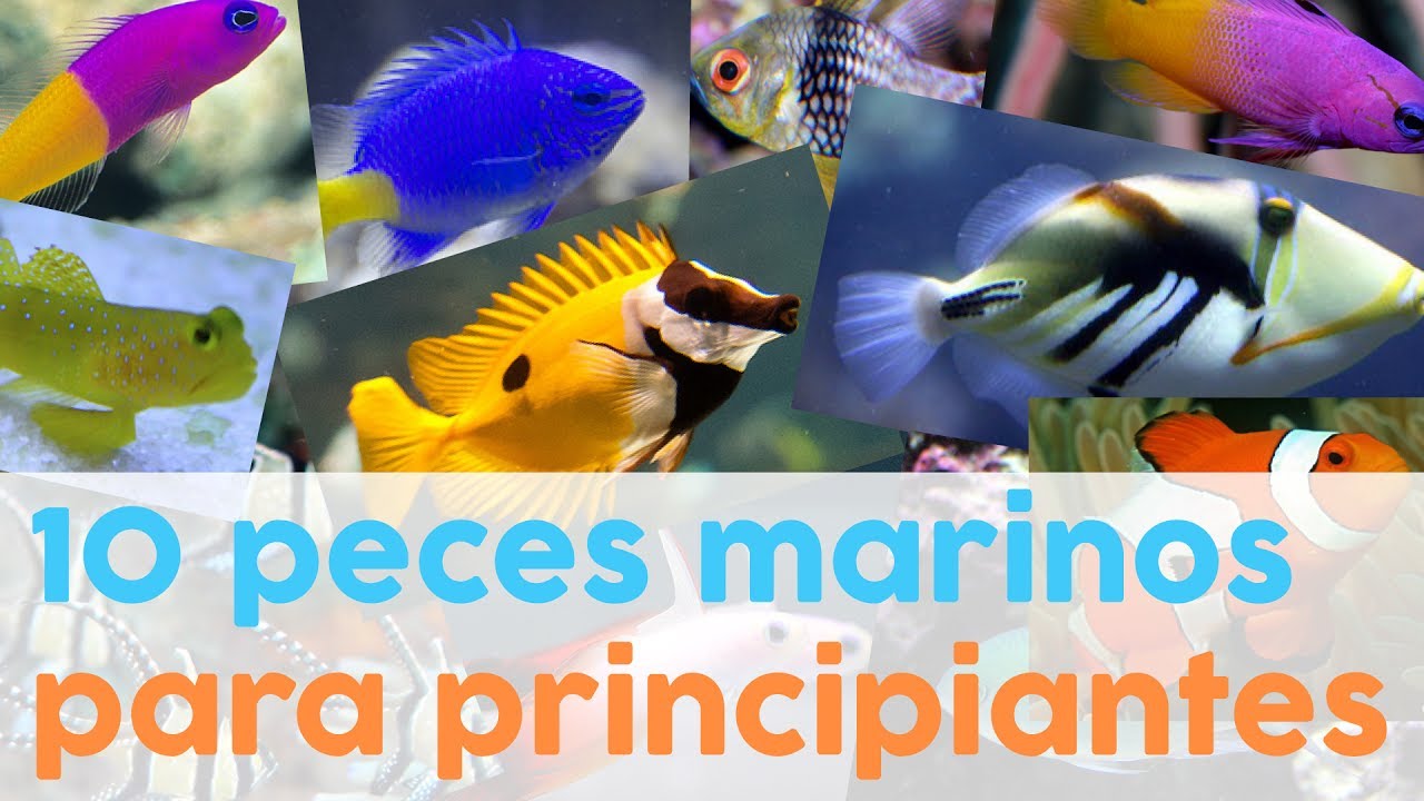 10 peces marinos para principiantes | AcuaTV